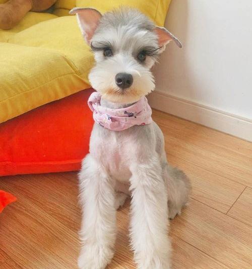 好养不吵不掉毛无异味的小型犬？ 不掉毛的小型犬