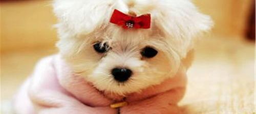 柴犬和法牛哪个更适合家养？（适合家养的狗）