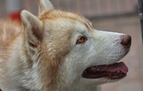 哈士奇有几种品相？（哈士奇犬）