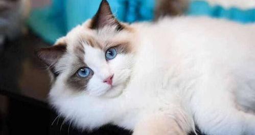 一千块的布偶猫靠谱吗？（布偶猫多少钱一只正常价）