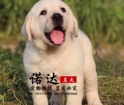 纯种的拉布拉多幼犬多少钱一只？（拉布拉多纯种多少钱一只）