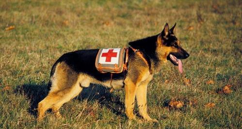 十大看家护卫小型犬？（十大智商最高的狗排名）