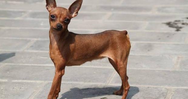 小鹿犬怎么区分大小体？（小鹿犬哪种颜色最贵）