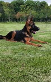 犬校帮忙训练怎么收费？（一般训狗怎么收费）