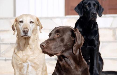 拉布拉多犬多少钱一只？ 黑色的拉布拉多犬多少钱一只