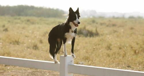 如何训练9个月的边牧？（边牧犬怎么训练）