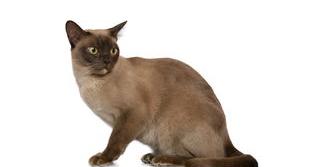 灰色猫咪是什么品种价格？（猫咪种类大全及价格）