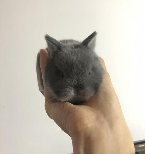 养侏儒兔的真实感受？（侏儒兔）