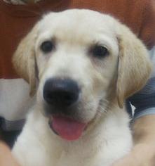 金毛和拉布拉多哪个好？（新手养拉布拉多还是金毛好）