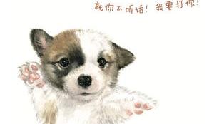 最旺家的土狗（最正宗的中华田园犬）