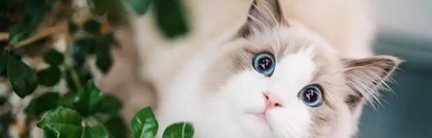 猫咪大战争猫咪排行？（宠物猫价格排行介绍）