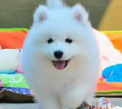 一只成年萨摩的价格？ 萨摩耶多少钱一只幼犬