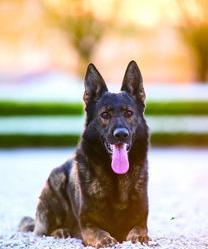 有一种狗叫巨什么狗的是什么狗狗？（世界第一巨狗）