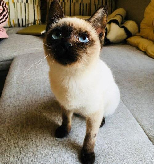 暹罗猫怎么念？（暹罗猫怎么读）