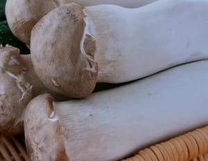 4个杏鲍菇,2根黄瓜,不炒不煮不油炸,简单一做,比吃肉还香