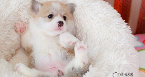 十大便宜好养的宠物狗是什么？（十大最好养的宠物）