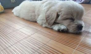 比熊犬要多少钱一只？（最便宜的狗多少钱一只）