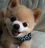 俊介可以长多大？（哈多利系博美犬）