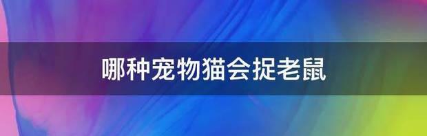 哪些猫咪最适合在家养？ 20种宠物猫