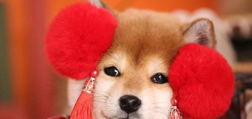 柴犬和秋田犬的智商排名？ 柴犬的智商相当于人几岁