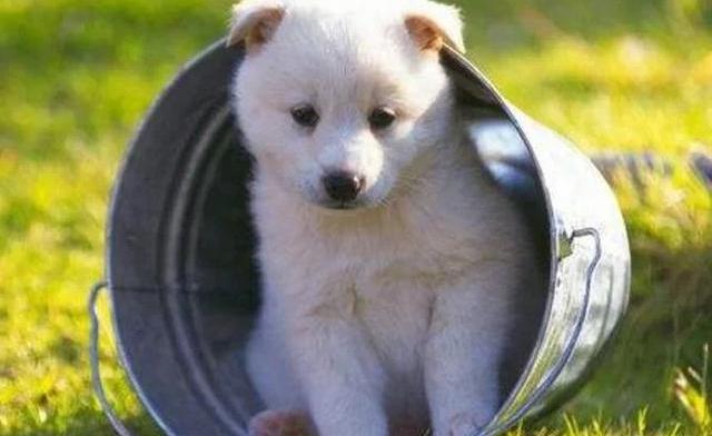 怎么让狗狗学会憋尿？（狗狗随地大小便怎么训练）