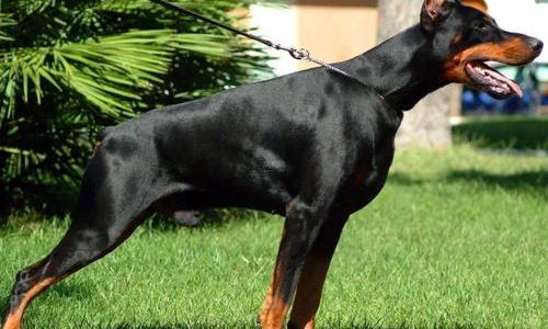 杜宾犬双血统和赛级的区别？（杜宾犬）