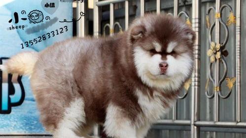 阿拉斯加犬多少钱一只？（阿拉斯加雪橇犬多少钱）