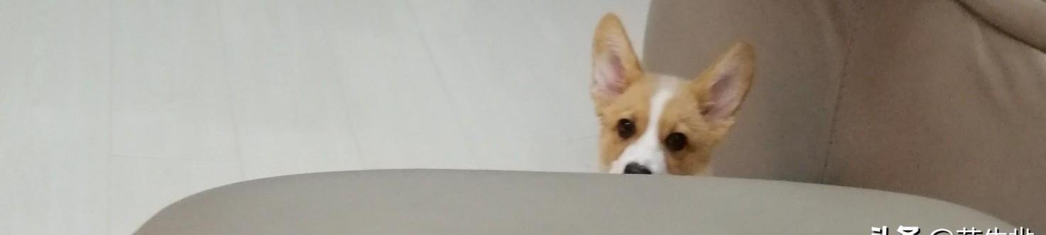 狗狗多大的时候开始训练最好？（如何训练狗狗）