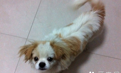 适合家养的小型犬排名前十名？ 小型犬大全