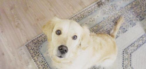 十大新手最好养的小型犬（十大便宜好养的小型犬）