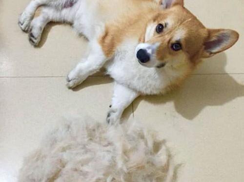 灰泰迪，比熊和俊介，喜欢哪个？ 俊介犬掉毛吗