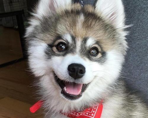 狗瘟早期症状,犬瘟早期治疗方法（犬瘟热初期症状怎么治）