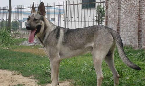 苏格兰猎犬品种？（爱尔兰猎狼犬）