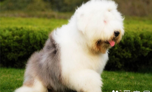 徐州禁养的犬种？ 英国古代牧羊犬的价格