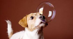 梗类犬都有哪些？（梗犬跟普通犬什么区别）