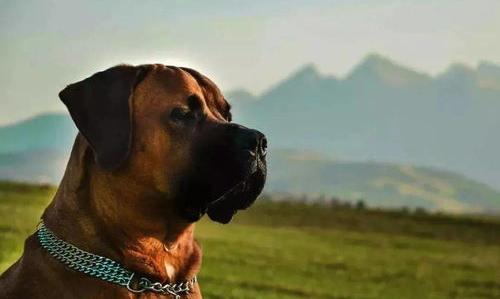 十大凶猛犬类排名？ 十大最凶犬排名