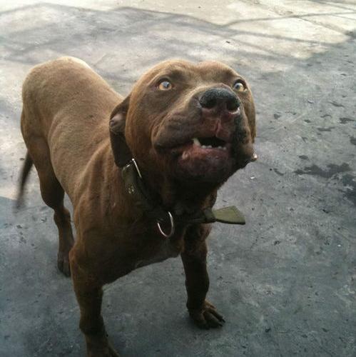 比特犬能打过藏獒么？（比特犬15分钟咬死藏獒）