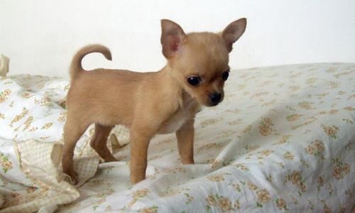 多肉吉娃娃为什么不建议养？（吉娃娃好养吗）