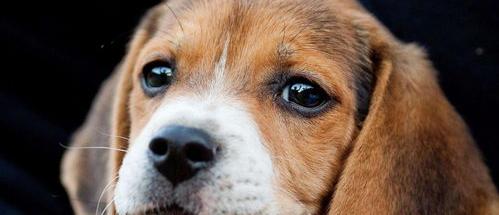 比格犬多大能怀孕？ 比格犬能长多大