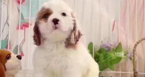 可卡犬多少钱一只？（可卡犬价格多少钱一只）