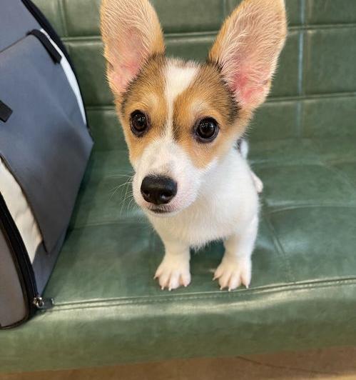 小柯基50元一只？（小柯基多少钱一只）