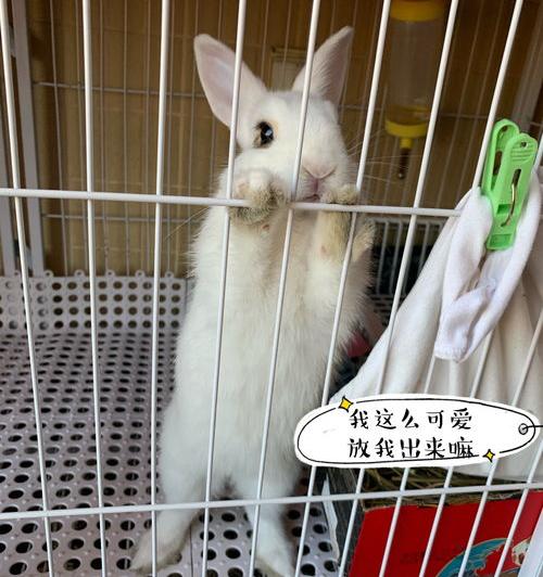 养兔子十大禁忌水果？（养兔子禁忌）