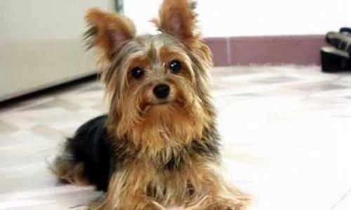 英国梗犬都有哪些？ 约克夏梗犬