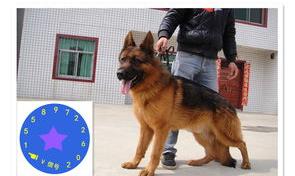 中亚牧羊犬价格中亚牧羊犬多少钱？（牧羊犬价格多少钱一只）