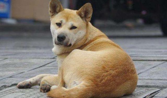 十大旺家犬？ 狗起名招财风水好的名字