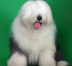 古代牧羊犬多少钱一只（英国古代牧羊犬多少钱一只）