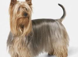 苏格兰梗犬的优缺点？ 苏格兰梗