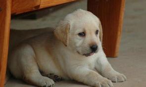纯种拉布拉多幼犬价格多少钱一只（拉布拉多幼犬80元一只）