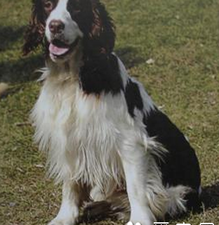 史宾格犬四个月一般多重？（史宾格犬价格）