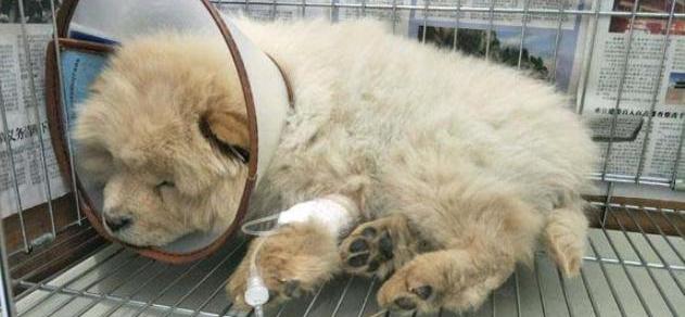 狗狗得了犬瘟（狗瘟）怎么办？ 狗狗得了犬瘟在家怎么治疗